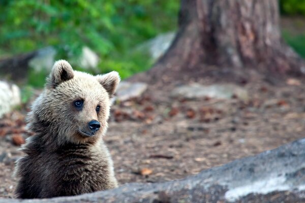 Ours furtivement derrière un arbre tombé