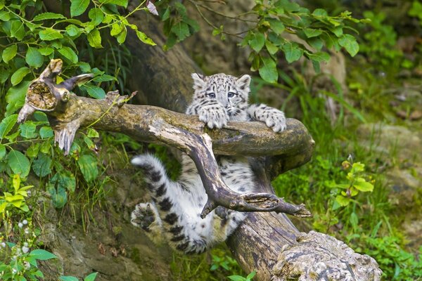 A snow leopard cub on a branch