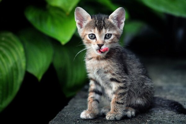 Lécher un chaton sur un fond de verdure