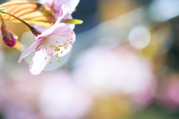 Brote de flor de primavera bajo los rayos de luz