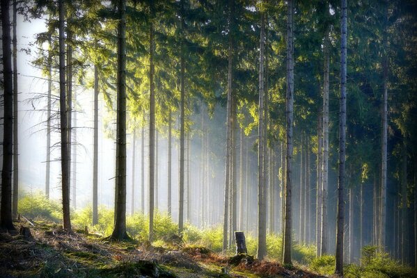 Die Sonnenstrahlen machen ihren Weg durch das Dickicht des Waldes