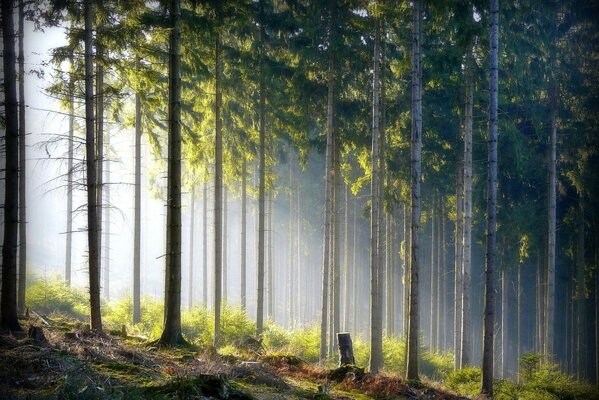 The rays of the sun break through the thicket of the forest