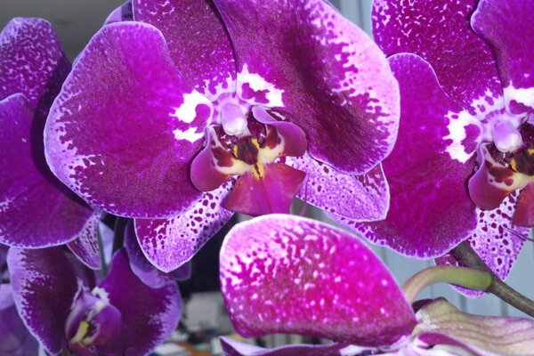 Gros plan de fleur d orchidée lilas
