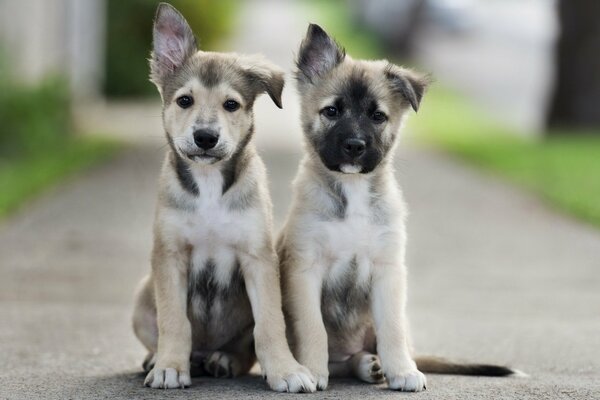 Puppies friends on the background of a blurred lawn