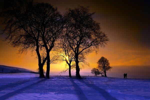 Paisaje de árboles desnudos en invierno al atardecer