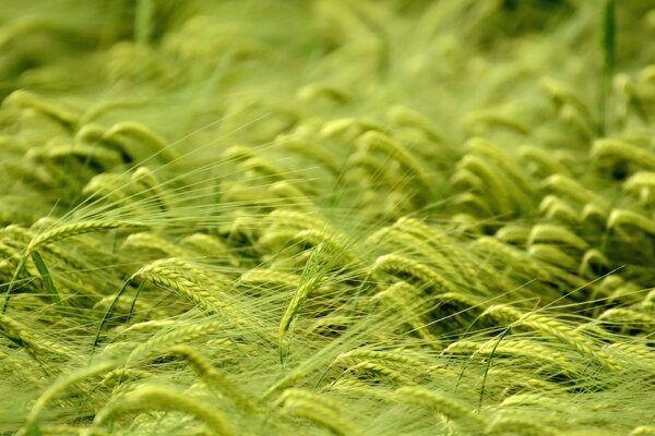 Campo con spighette di grano verde