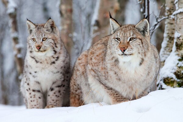 Two lynxes in the snow in winter