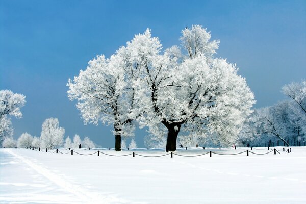 Bäume im schneebedeckten Park