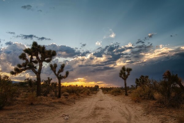 Un cactus se ve más allá del horizonte, el sendero atraviesa el desierto