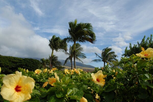 Palmiers et fleurs. Paysage naturel