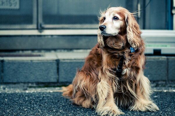 Chien poilu est assis sur le trottoir et regarde de côté