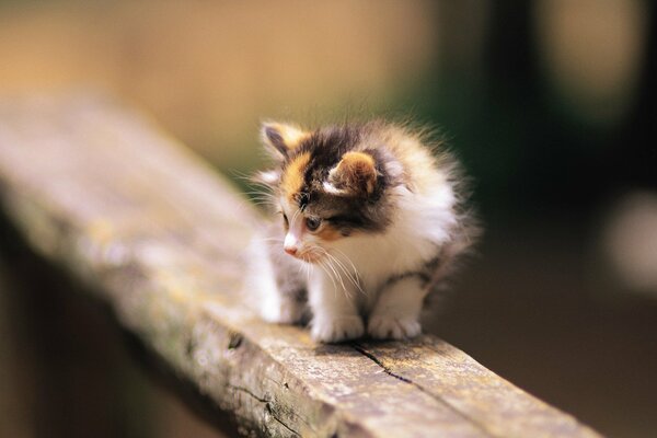 A little kitten is cowardly walking on a tree