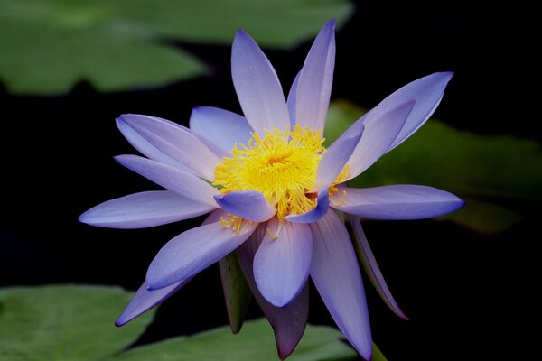 Macro de loto. Lirio de agua