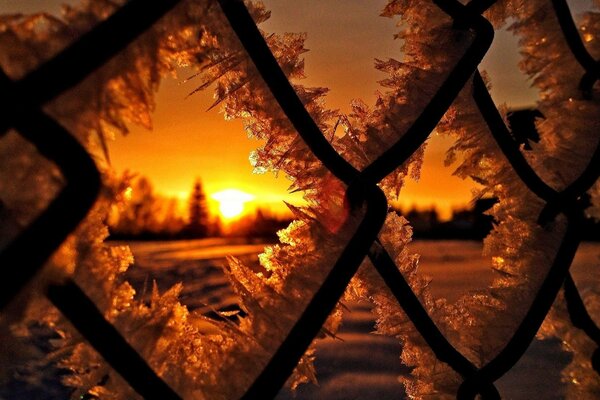 Coucher de soleil d hiver. Grille de givre