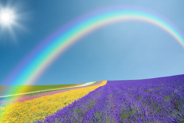 La beauté naturelle d un champ violet - jaune sous le ciel de la Toscane