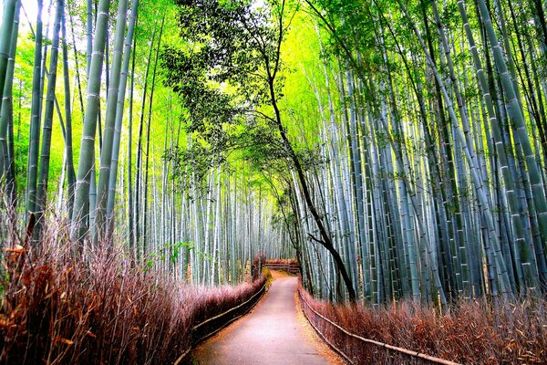 Camino vacío contra los árboles