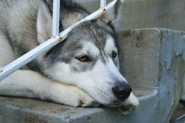 Triste cane grigio con muso bianco sdraiato sui gradini