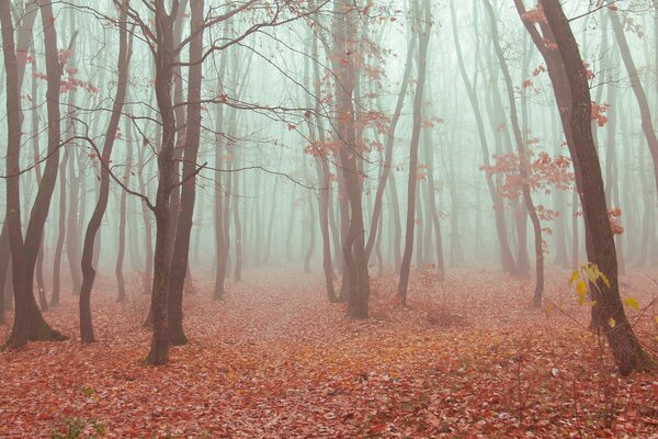 Piccola nebbia autunnale nella foresta