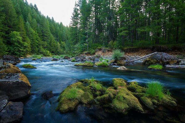 Bellezza della foresta vicino al fiume rumoroso