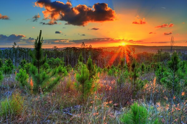 Paysage fascinant de jeunes arbres au coucher du soleil