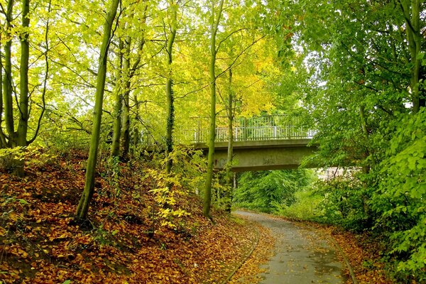  Pont à travers l automne par une journée ensoleillée