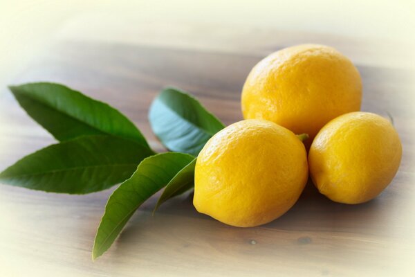 Tres limones y una ramita verde en la mesa