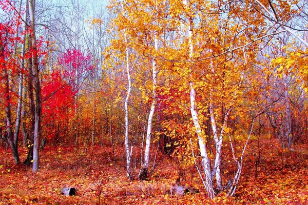 Paisaje de bosque de otoño con hojas