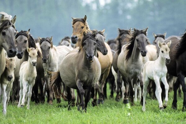 Un troupeau de chevaux se précipite dans la steppe