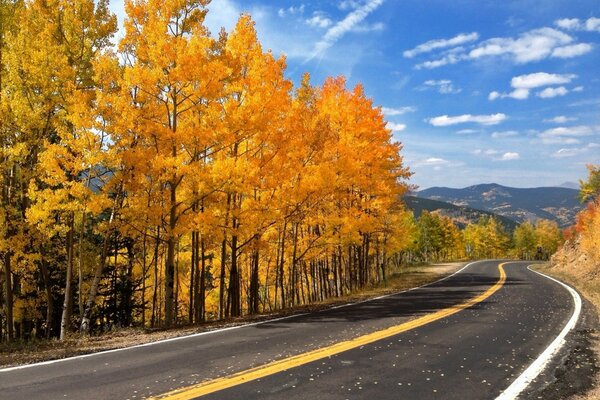 Mountain road between trees in autumn