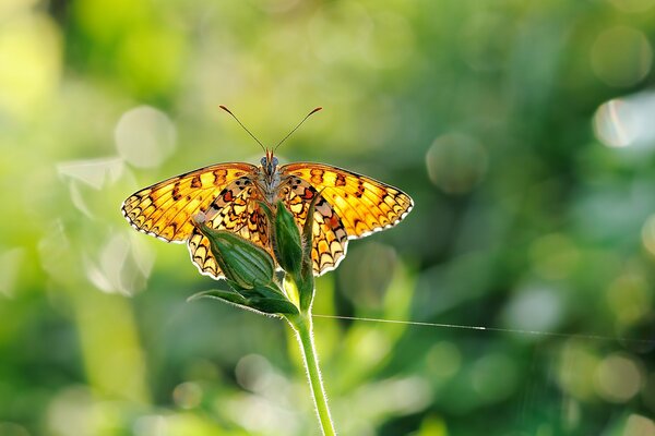 Butterfly on a branch with a blurry background