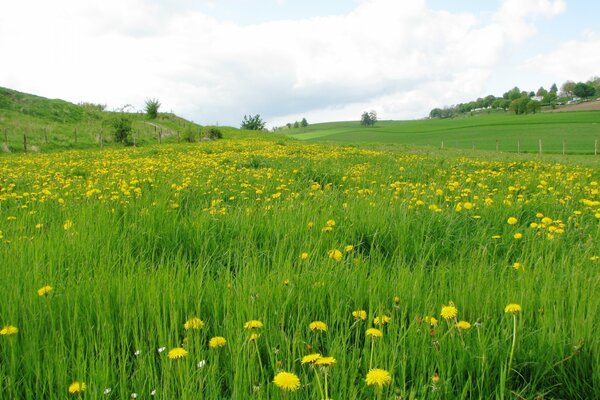 Pissenlits jaunes dans un champ vert