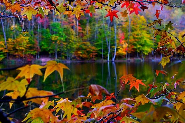 Arbres aux feuilles jaune-rouge près de la rivière