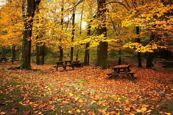 Bancos en el bosque de otoño durante la caída de hojas