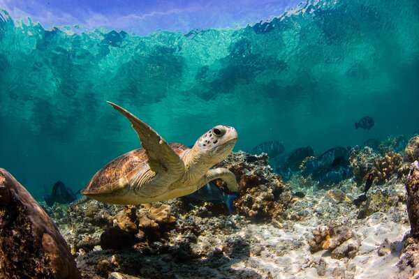 Tartaruga che nuota vicino alle barriere coralline nell oceano