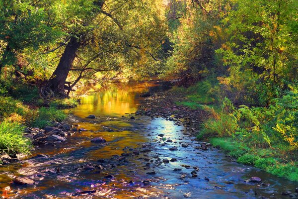 Paysage avec rivière rocheuse dans la forêt