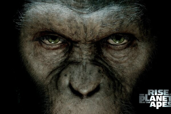 The monkey from the fantastic movie Rise of the Planet of the Apes