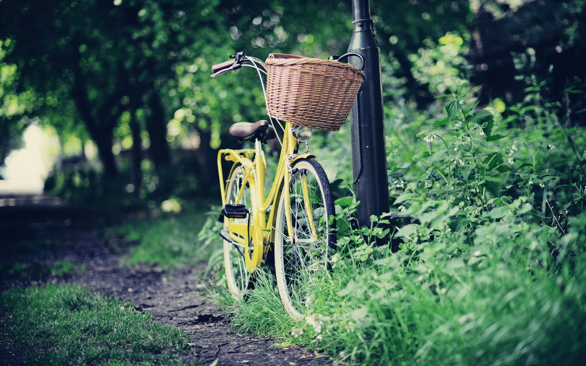 camino bicicleta parque