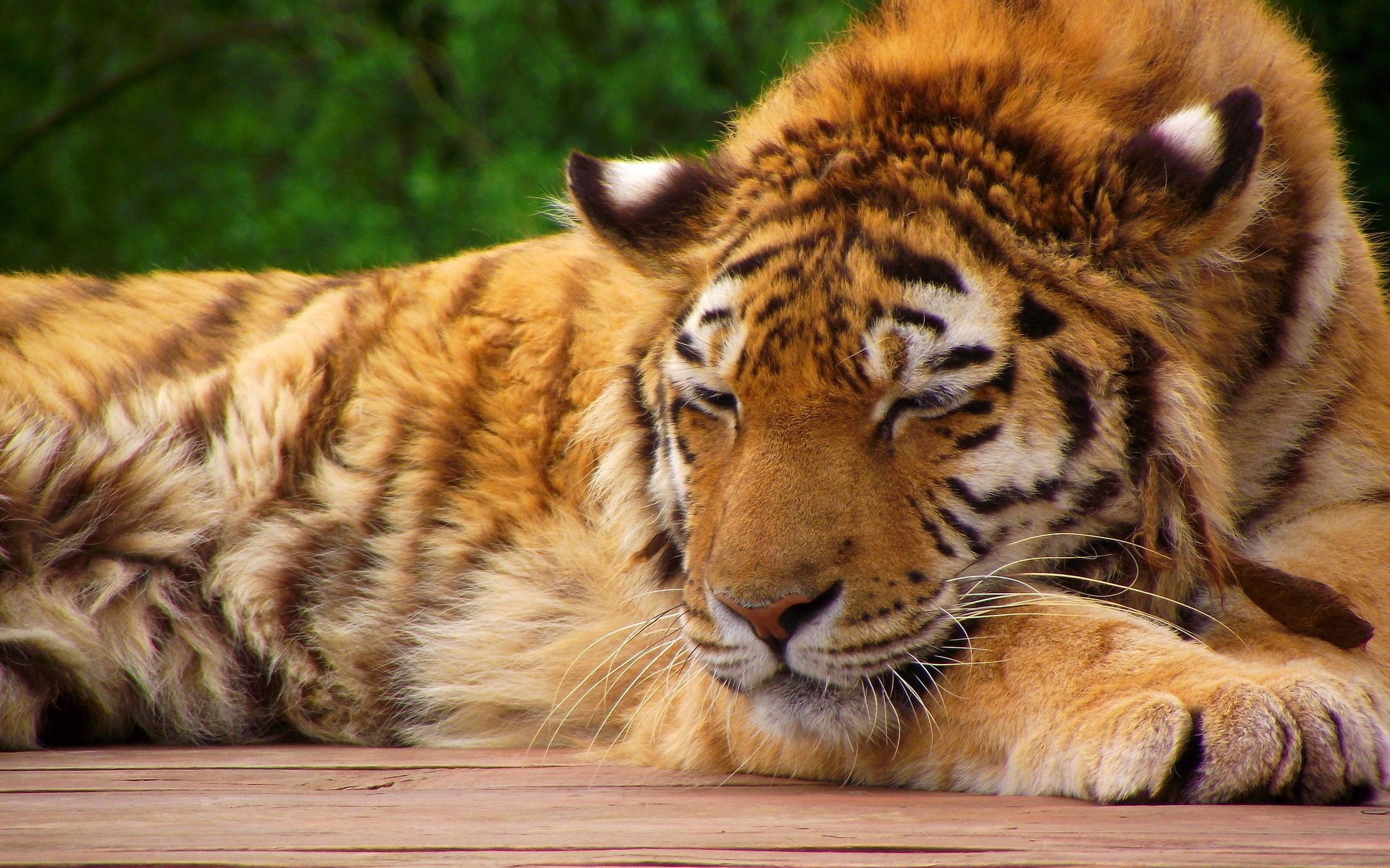 tiger striped red cat paws muzzle tiger cub sleeping