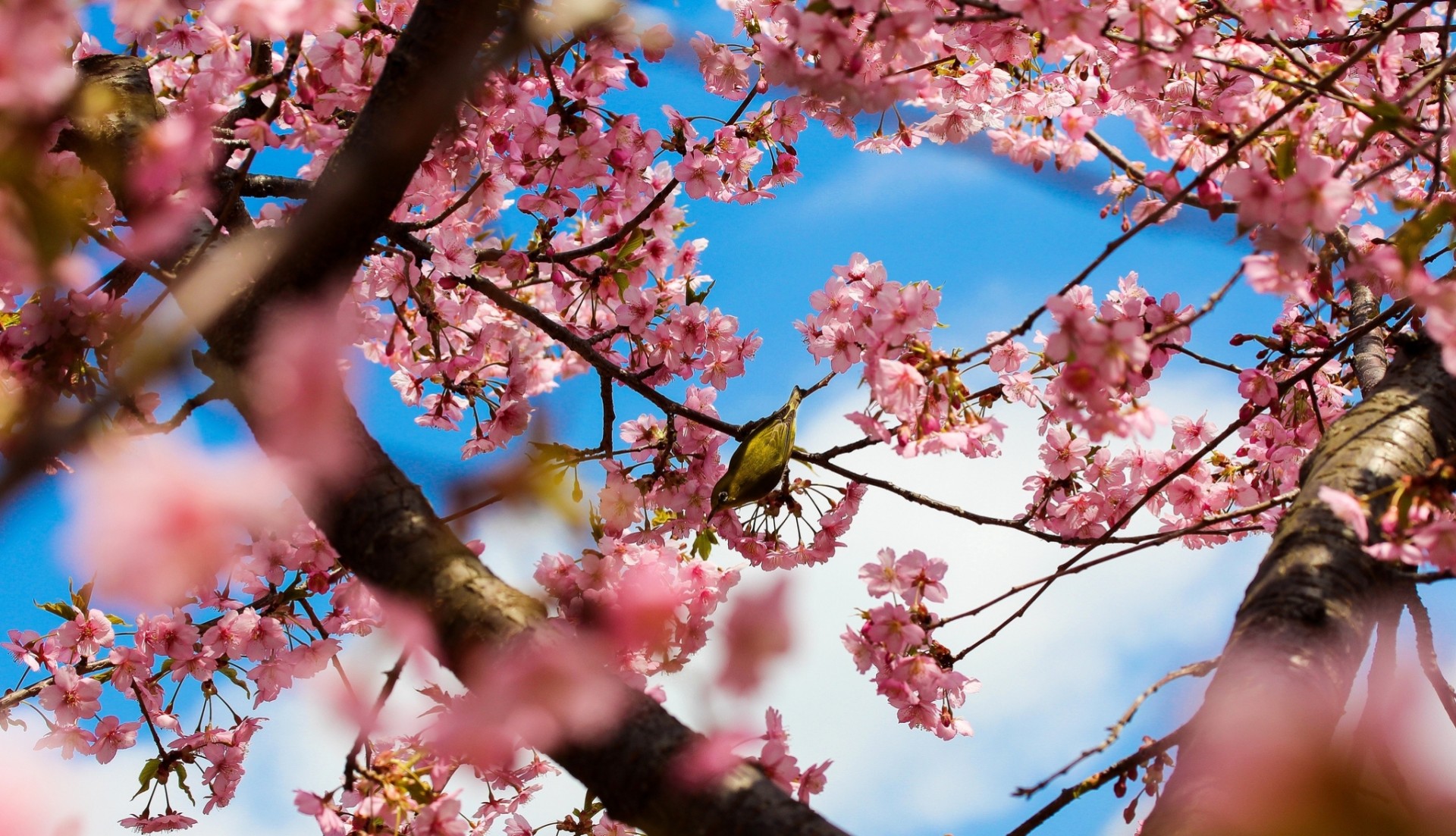 drzewa tokio kwiaty park kwitnienie japonia sakura