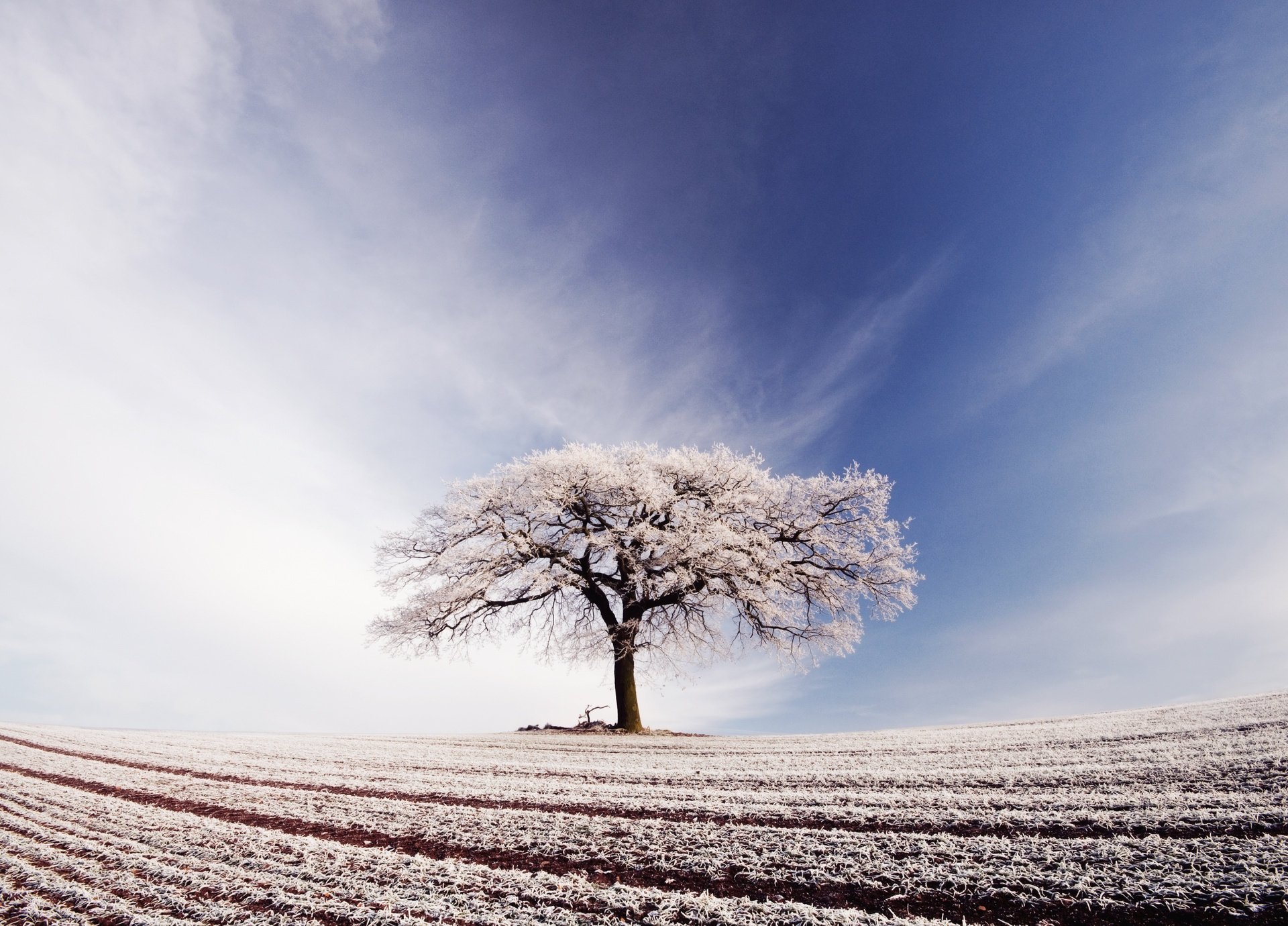 ciel nuages arbre champ givre