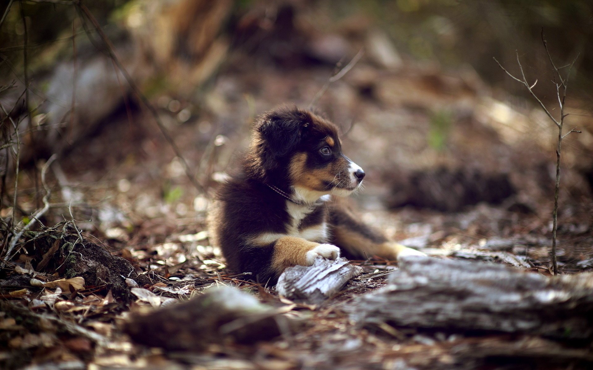 dog nature puppy