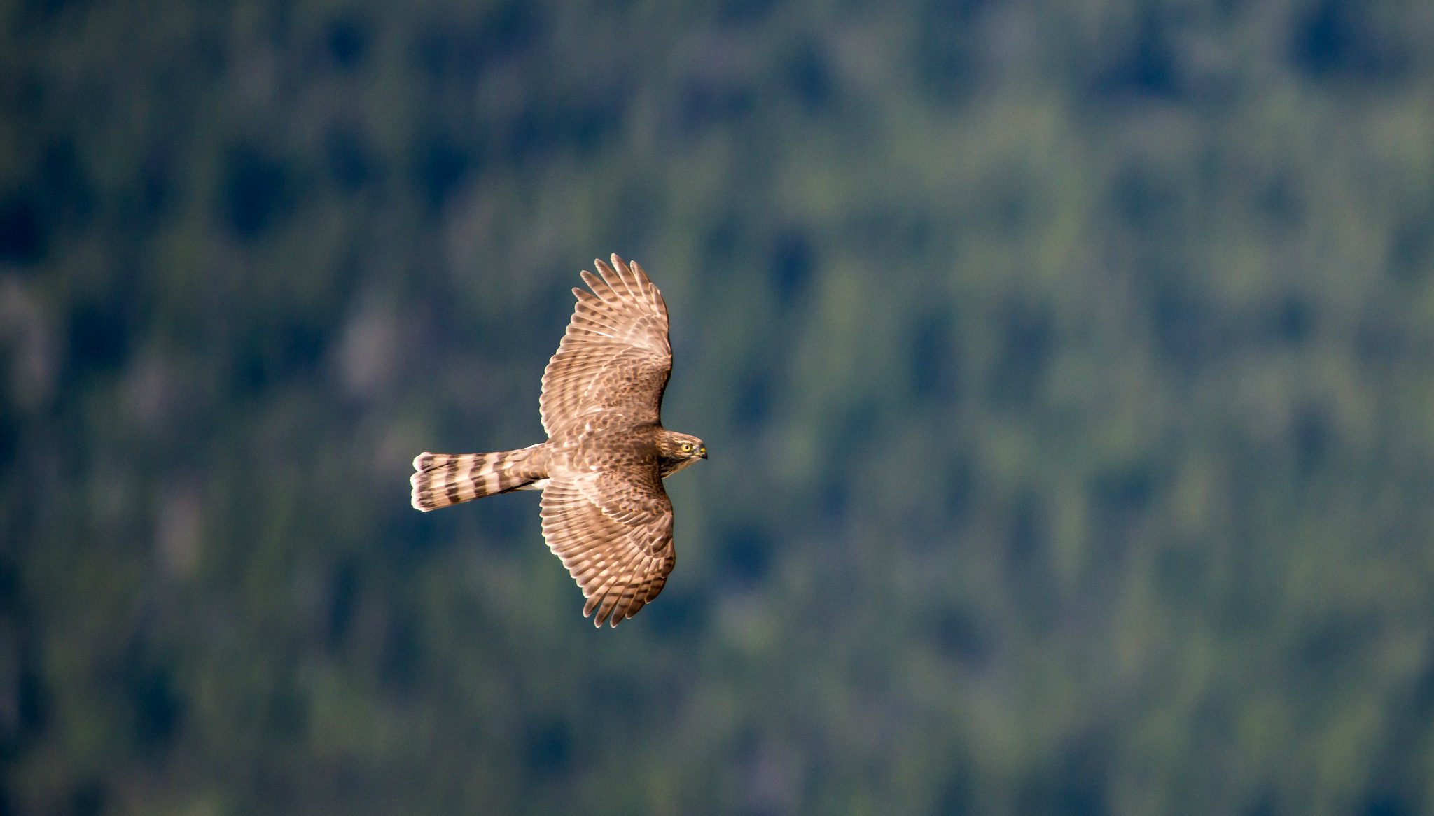 pájaro halcón pájaro halcón vuelo alas aleteo