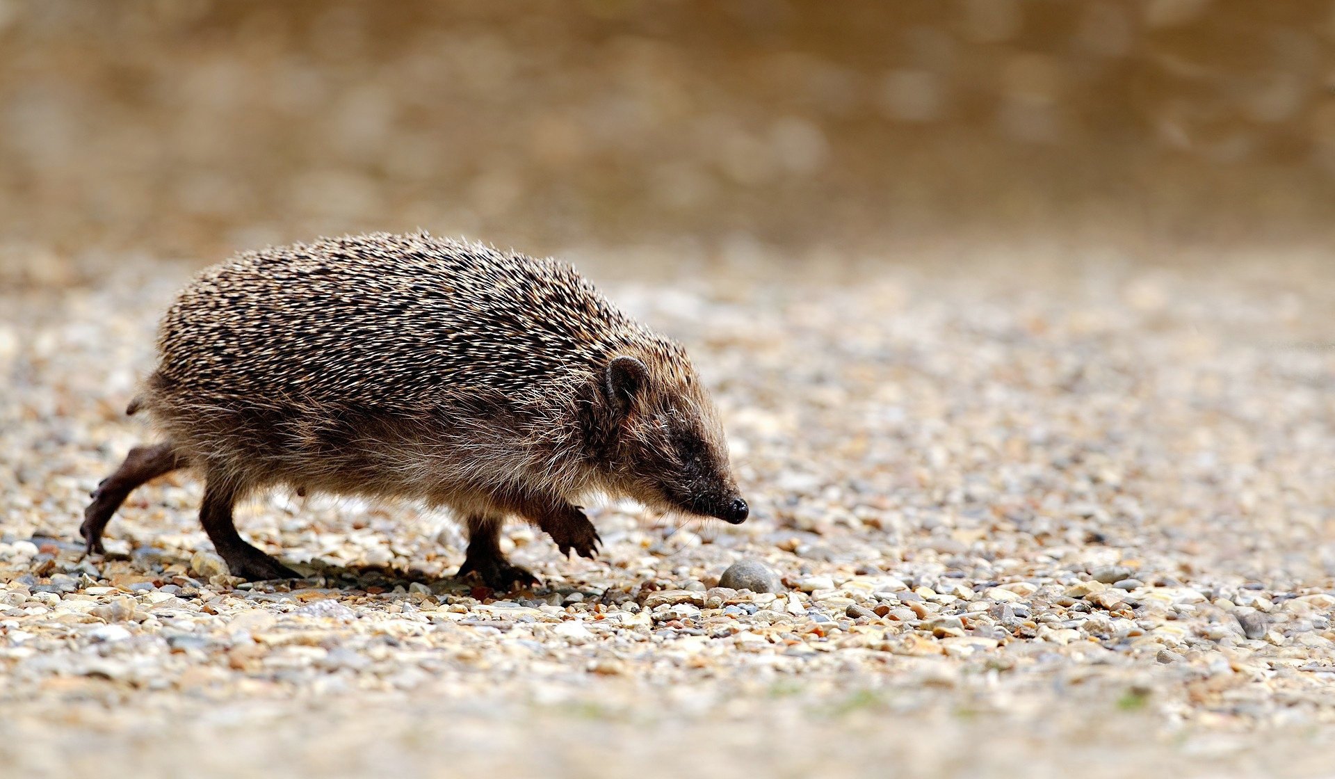 hedgehog search prickly hedgehog running gray