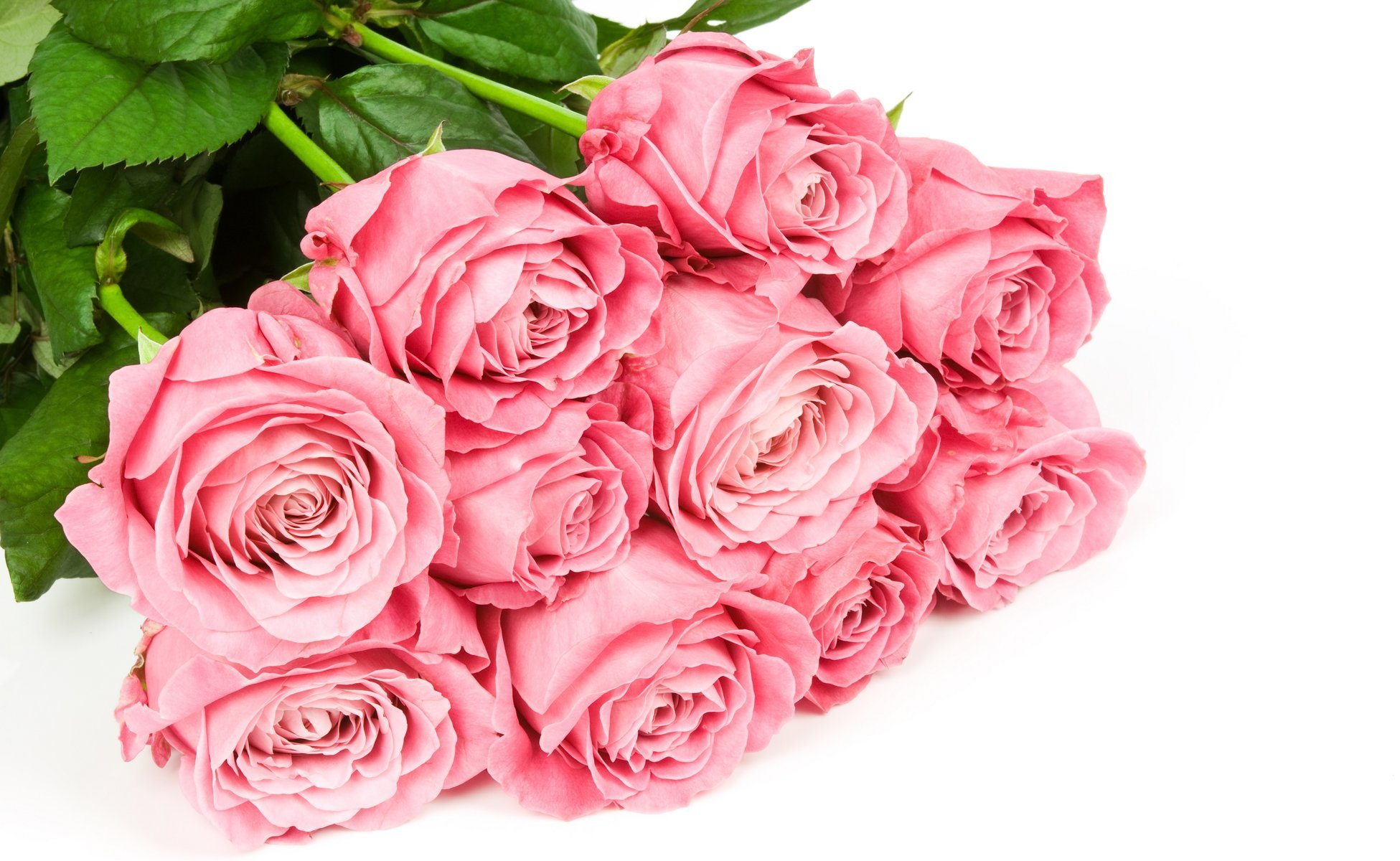 flowers roses bouquet white background pink