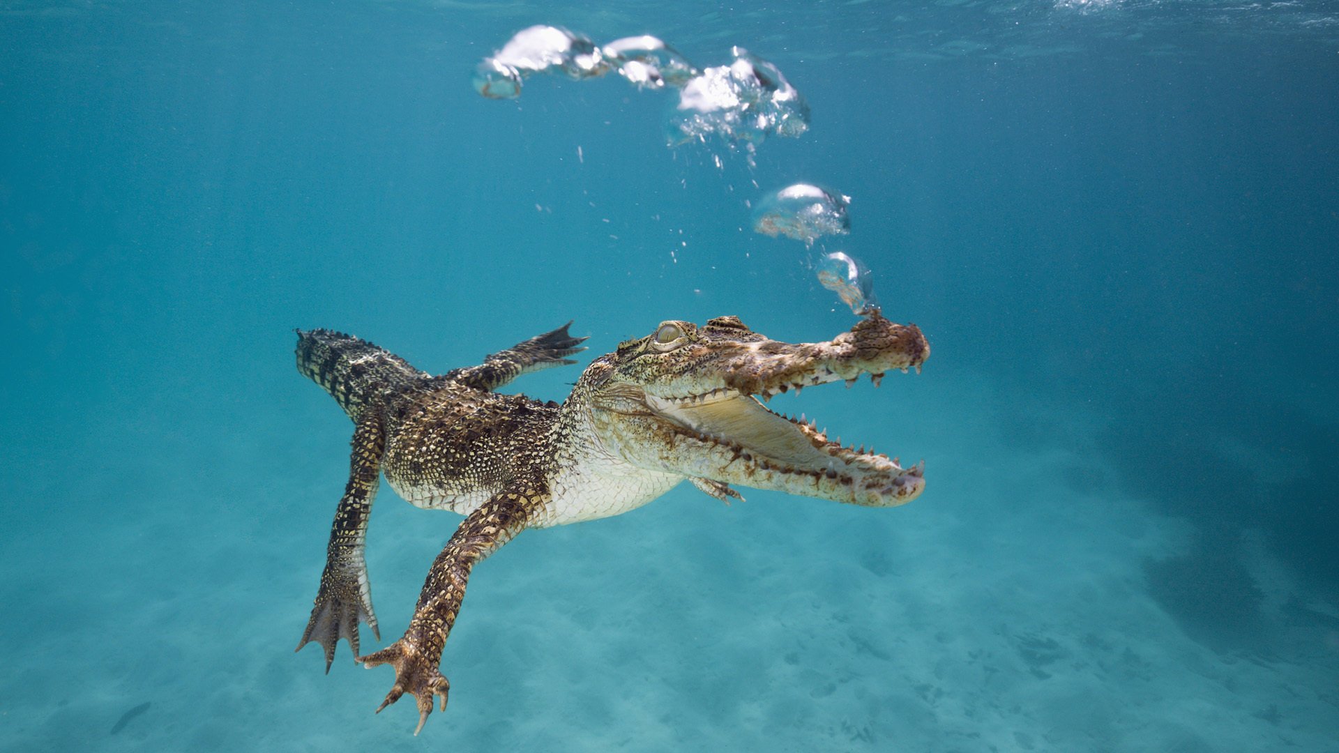 cocodrilo australia flotando boca burbujas bajo el agua