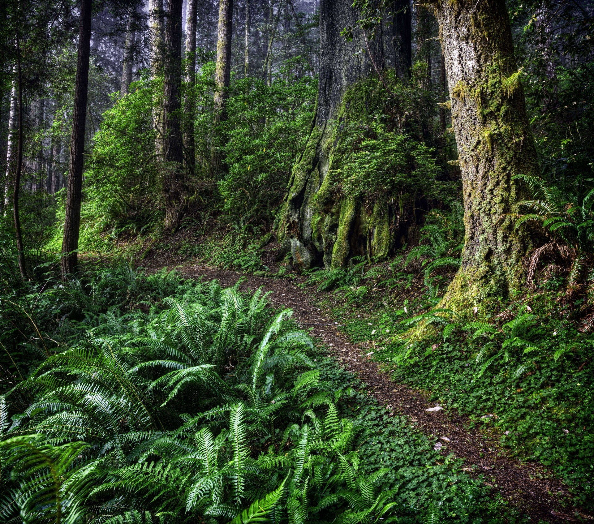 drzewa natura las ścieżka