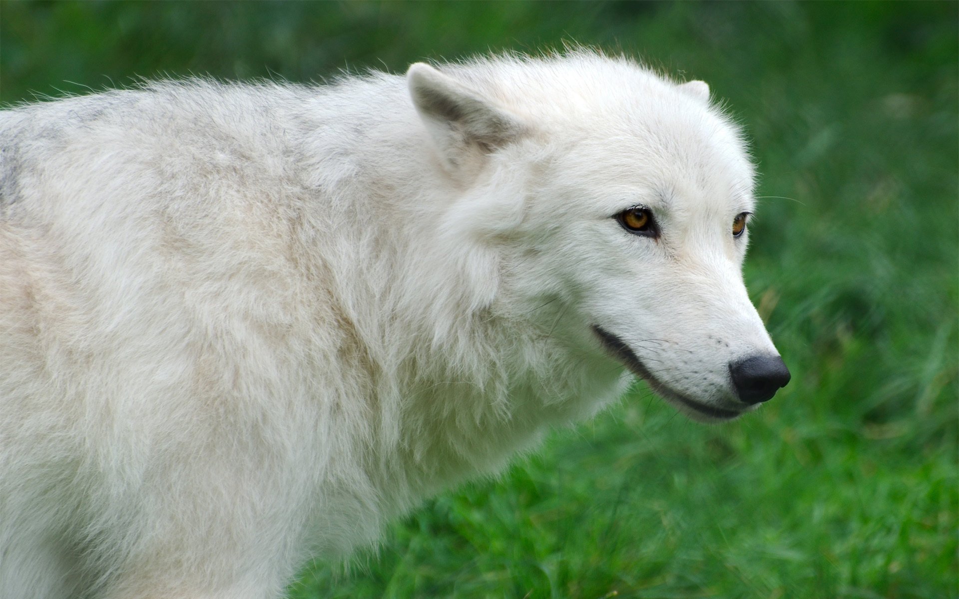 ártico lobo lobo ártico hierba blanco