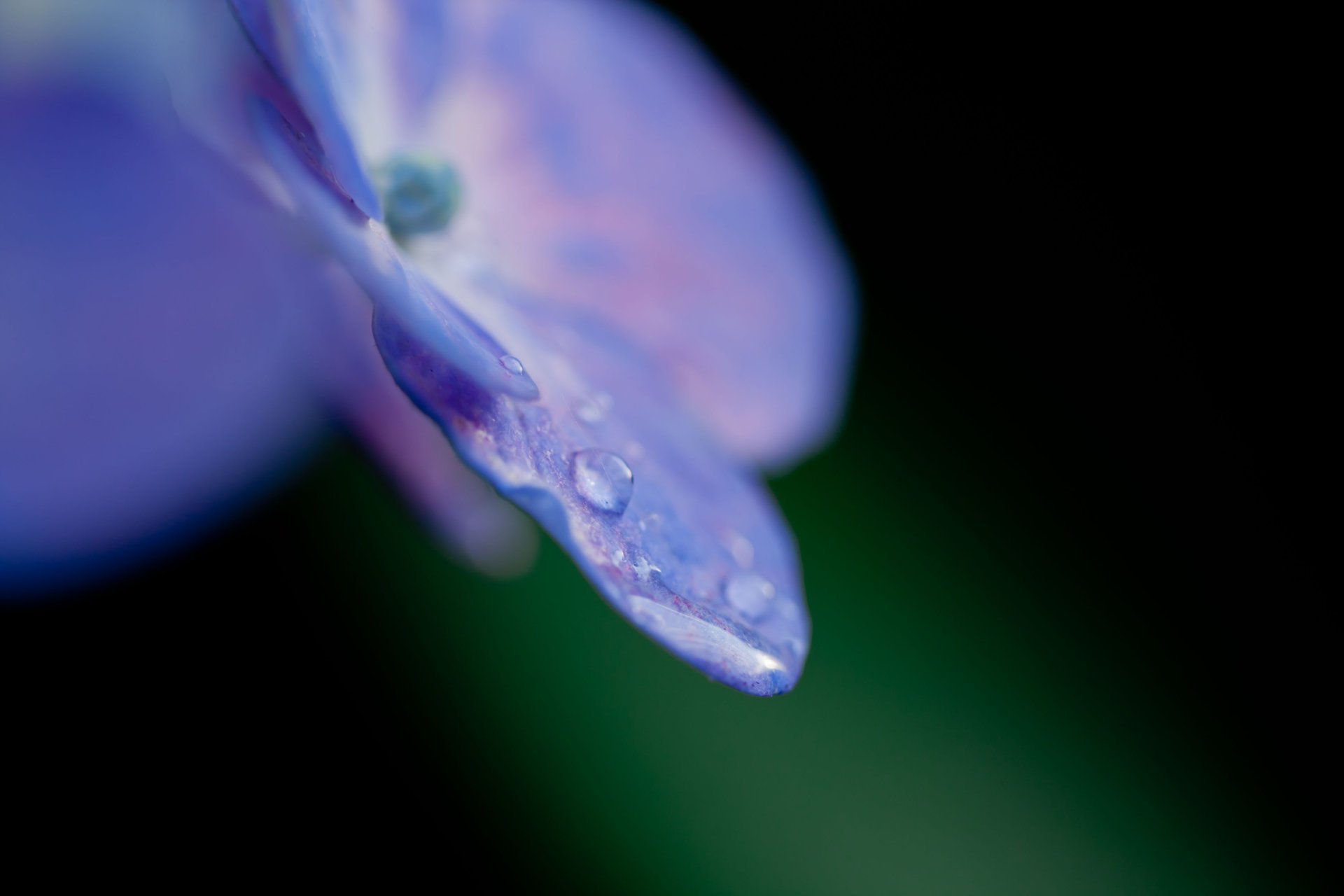 hortensia fleur pétale violet gouttes rosée