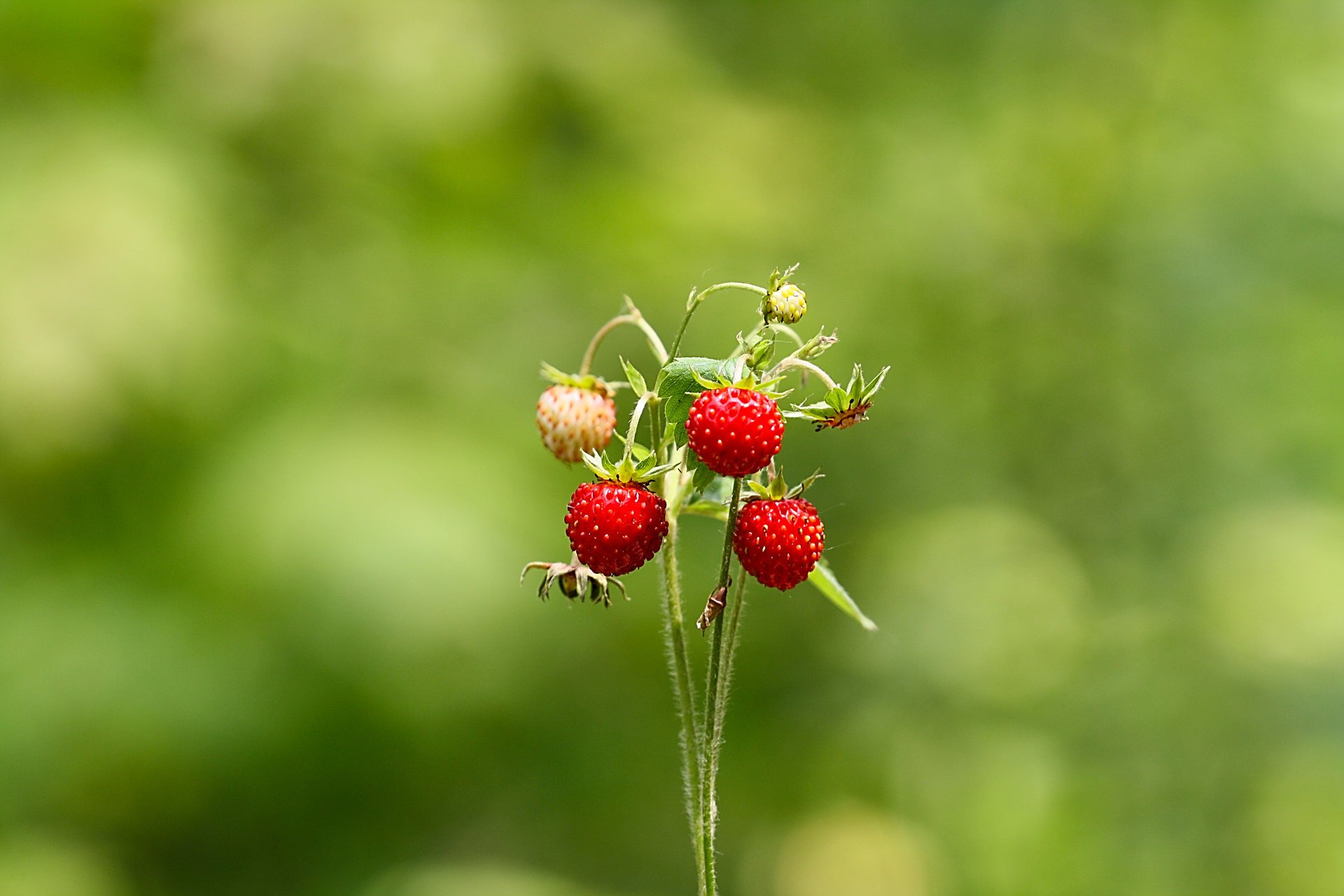 verdure fraises été forêt