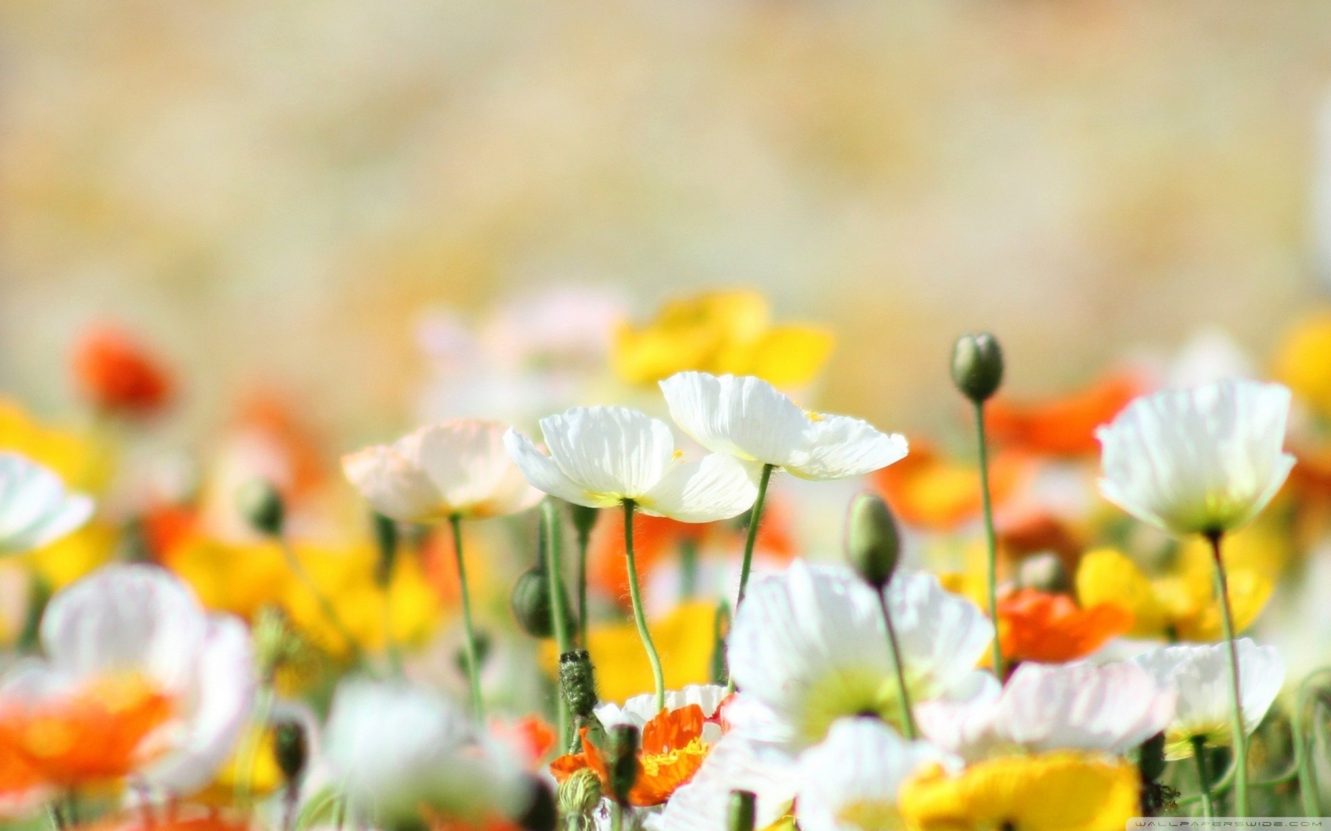 colored flower